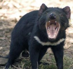 El tenebroso cáncer del diablo de tasmania