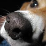 la nariz de los perros