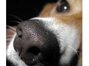 nariz perros: hechos mitos
