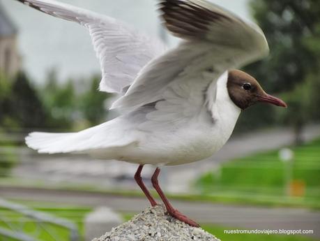 Akureyri; el lejano norte de Islandia
