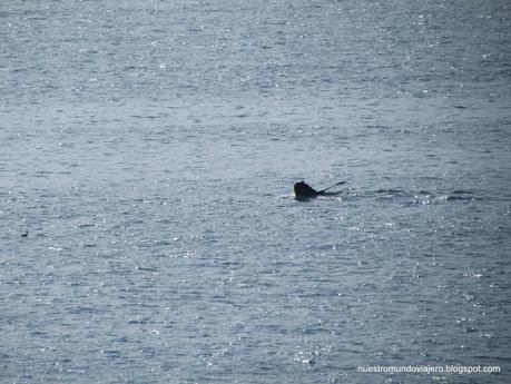 Akureyri; el lejano norte de Islandia