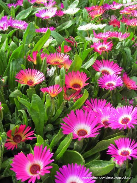 Akureyri; el lejano norte de Islandia