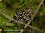 Batará pintado (Large-tailed antshrike) Mackenziaena leachii