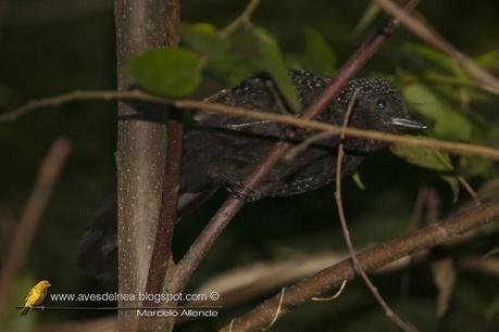 Batará pintado (Large-tailed antshrike) Mackenziaena leachii