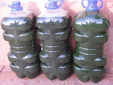 PREPARANDO EL PURIN DE ORTIGAS PARA LA TEMPORADA