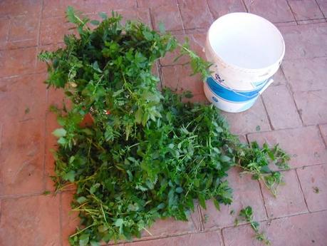 PREPARANDO EL PURIN DE ORTIGAS PARA LA TEMPORADA