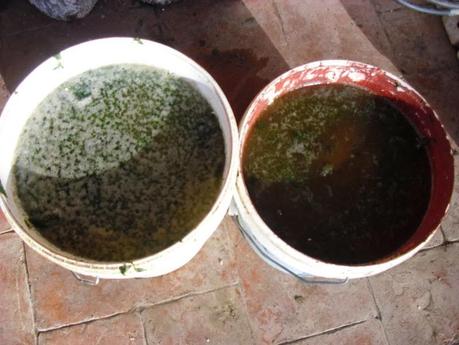 PREPARANDO EL PURIN DE ORTIGAS PARA LA TEMPORADA