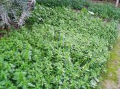 Preparando purin ortigas para temporada