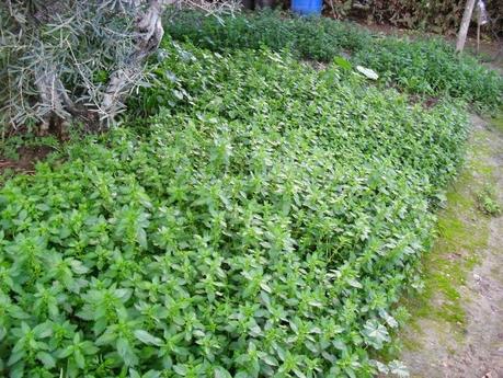 PREPARANDO EL PURIN DE ORTIGAS PARA LA TEMPORADA