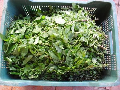 PREPARANDO EL PURIN DE ORTIGAS PARA LA TEMPORADA