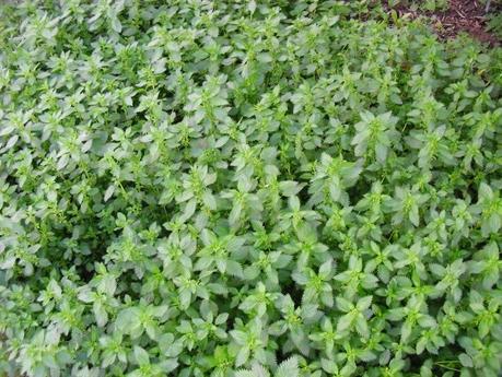 PREPARANDO EL PURIN DE ORTIGAS PARA LA TEMPORADA