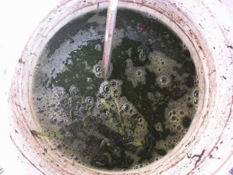 PREPARANDO EL PURIN DE ORTIGAS PARA LA TEMPORADA