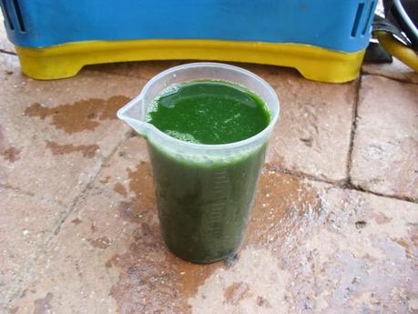 PREPARANDO EL PURIN DE ORTIGAS PARA LA TEMPORADA