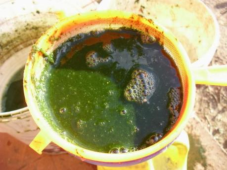 PREPARANDO EL PURIN DE ORTIGAS PARA LA TEMPORADA