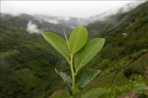 Hoja de Coca en la altura peruana