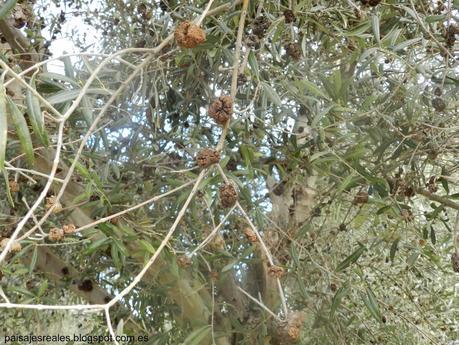 El Olivo como árbol ornamental. Frutales ornamentales