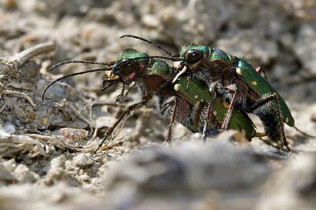 Para ampliar Cicindela campestris (Linnaeus, 1758) hacer clic