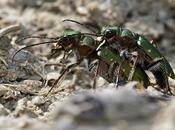 Cicindela campestris (Linnaeus, 1758)