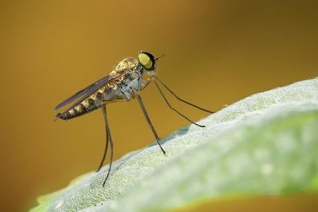 Para ampliar Chrysopilus asiliformis (Preyssler, 1791) hacer clic