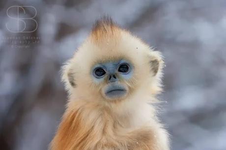 ¿SABÍAS QUE EXISTE UN MONO CON LA CARA AZUL?