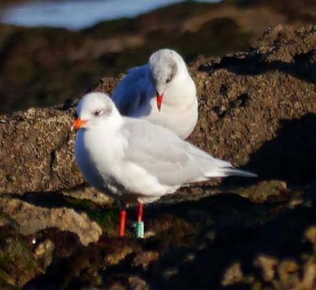 Invernada de cabecinegras, alemanas