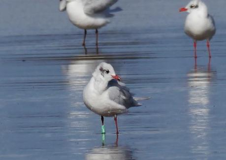 Invernada de cabecinegras, alemanas