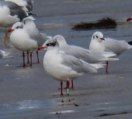 Invernada de cabecinegras, alemanas
