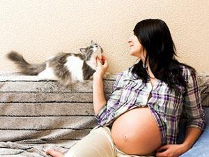 consejos sobre gatos y el embarazo