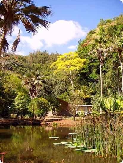 Waimea_Valley_Audubon_Center,_Oahu,_Hawaii_-_lake_view Waimea_Valley_Audubon_Center,_Oahu,_Hawaii_-_lake_view