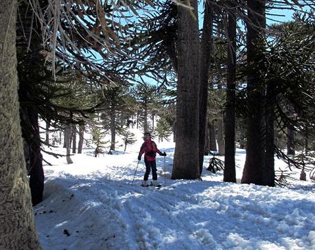 Práctica de esquí fuera de pista en el bosque, Caviahue. Foto: Guillermo Martin