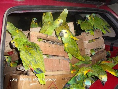 La estúpida demanda de aves silvestres