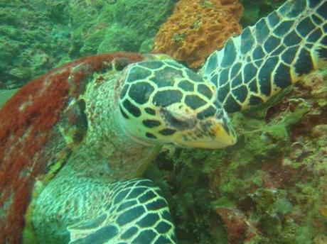 Submarinismo en Tailandia