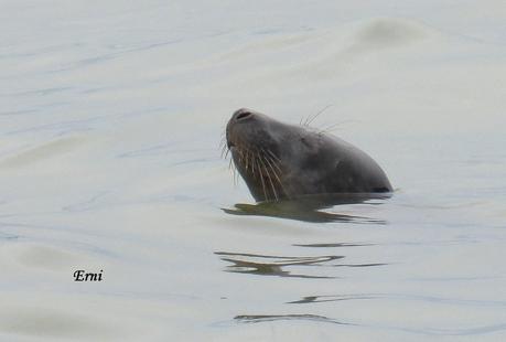 DELICATESSEN EN LA MARISMA