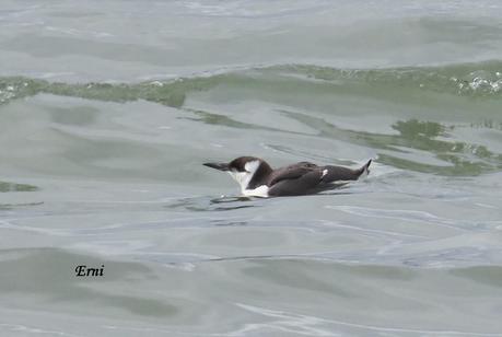 DELICATESSEN EN LA MARISMA