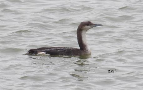 DELICATESSEN EN LA MARISMA