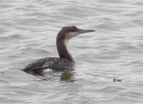 DELICATESSEN EN LA MARISMA