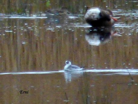 DELICATESSEN EN LA MARISMA