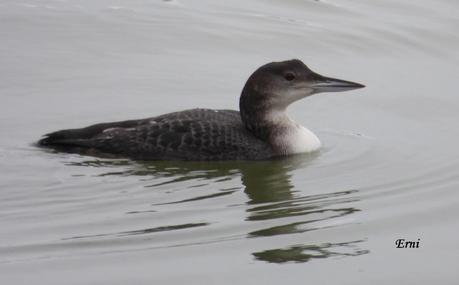DELICATESSEN EN LA MARISMA