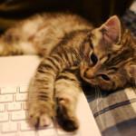 ¿Por qué los gatos amasan?