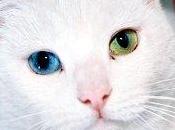 genética color ojos