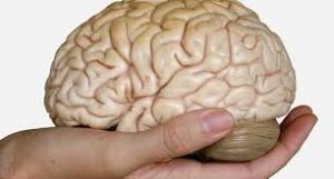 cerebro1 300x161 Alimentar el cerebro y la memoria mediante la alimentación