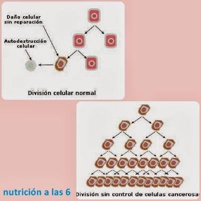 Alimentación y Cáncer