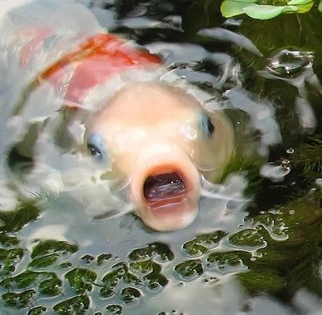 ¿SABÍAS QUE LOS PECES DEL RÍO NO BEBEN AGUA?