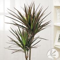 Dracaena marginata