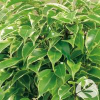 Ficus benjamina