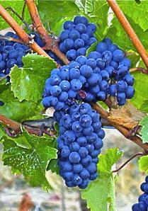Pinot Noir