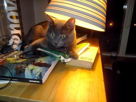 Similitudes sorpredentes entre PJs y gatos