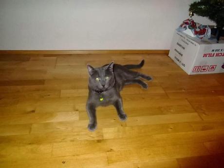 Similitudes sorpredentes entre PJs y gatos