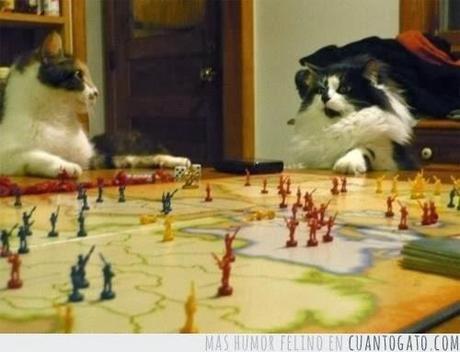 Similitudes sorpredentes entre PJs y gatos