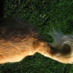 ¿Por qué los perros bajan la cola? ¿Por qué los perros bajan la cola?